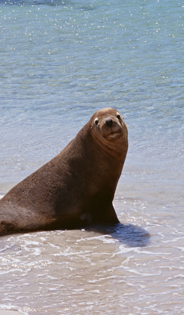 Морской котик