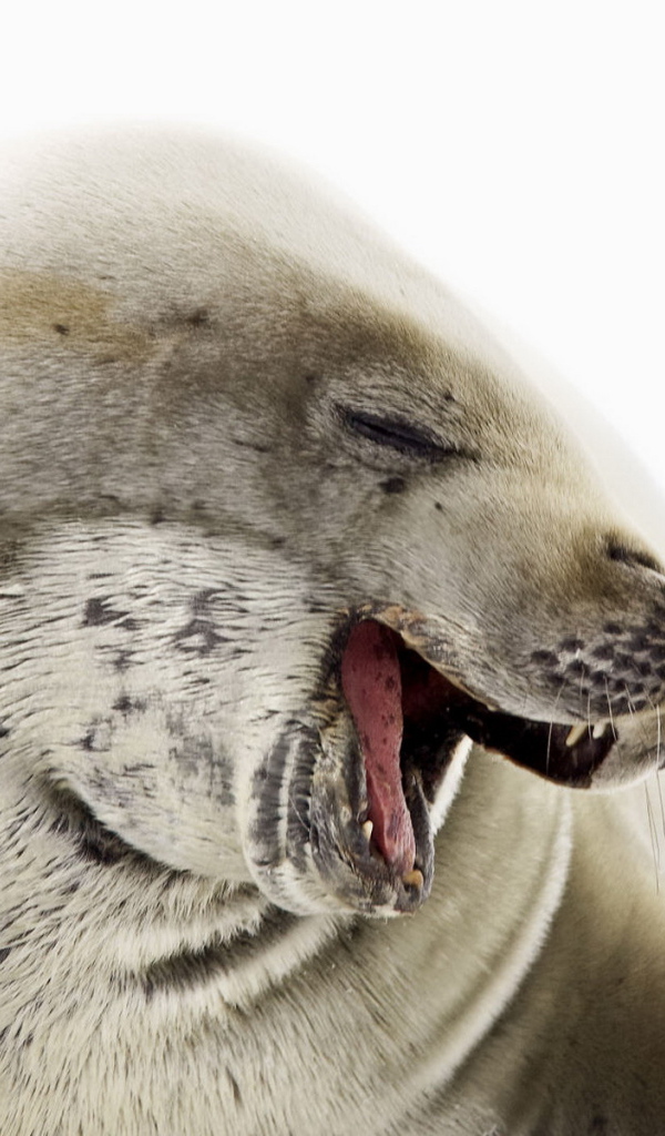 Морской котик