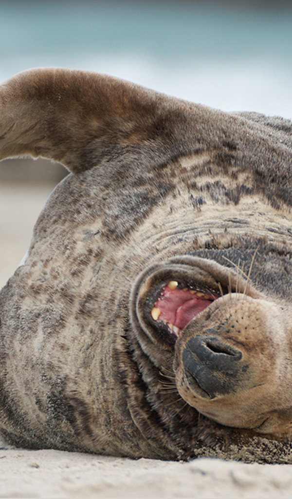 Тюлень на пляже
