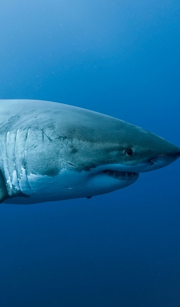 Акула на охоте