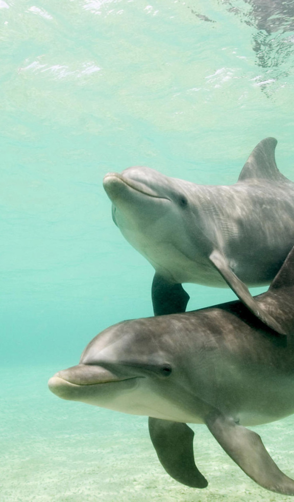 Три дельфина