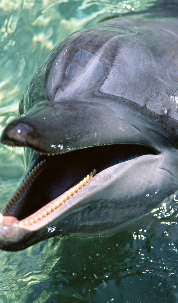 Зубастый дельфин