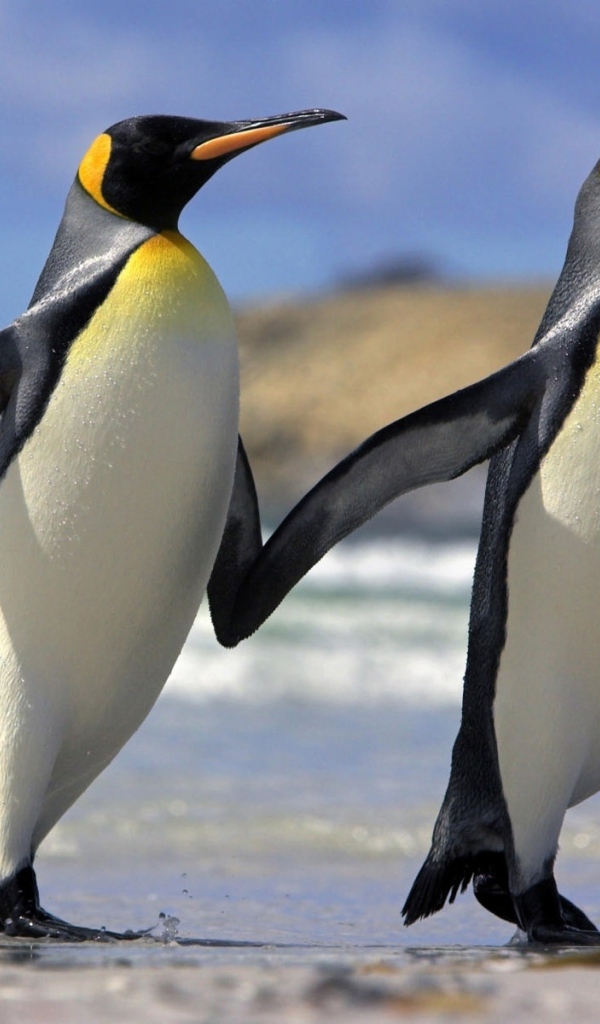 Два пингвина