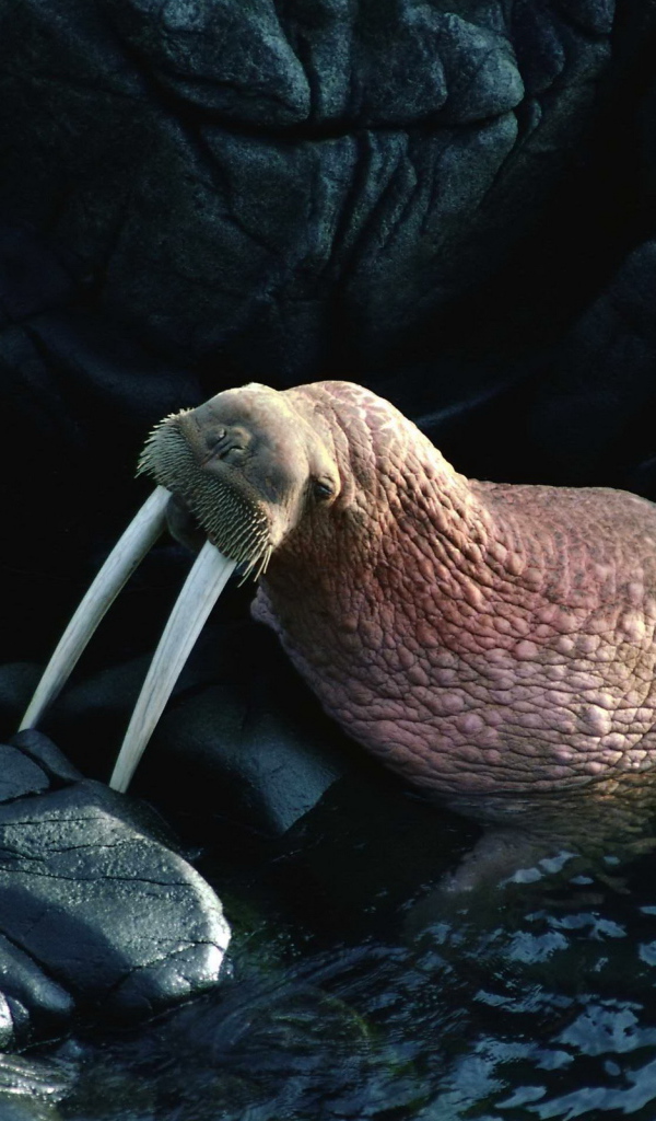 Морж на камнях