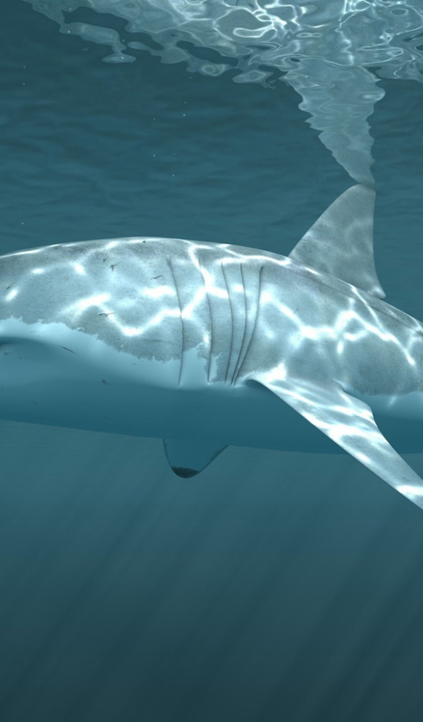 Белая акула