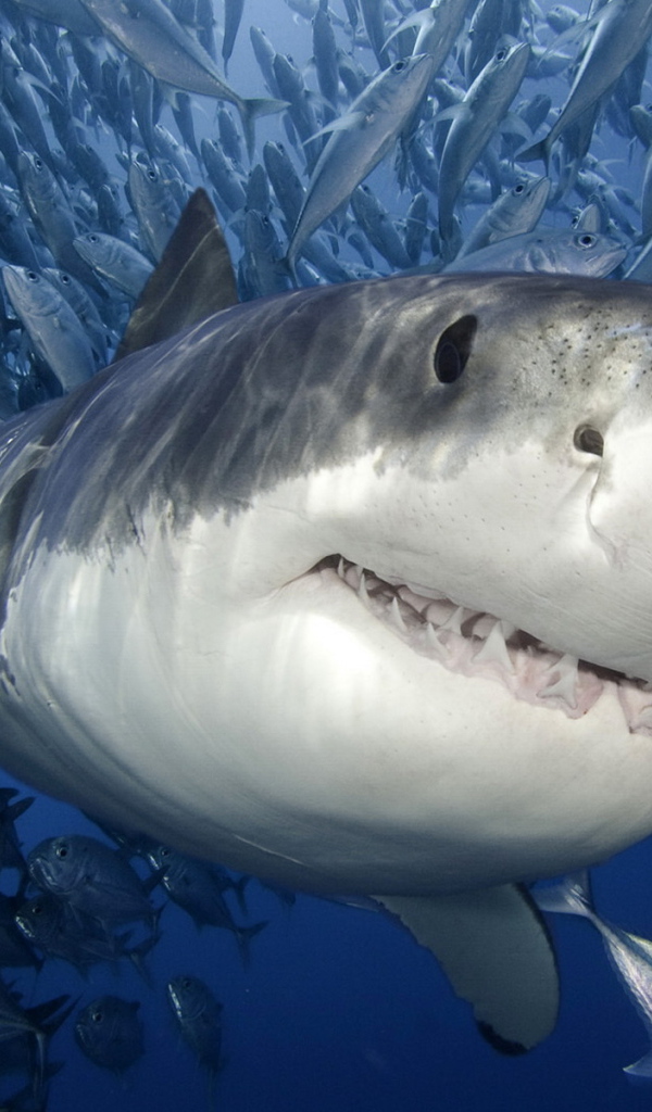 Белая Акула
