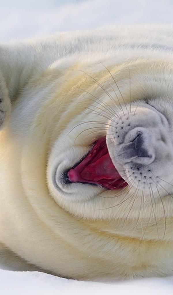 зевающий Морской котик