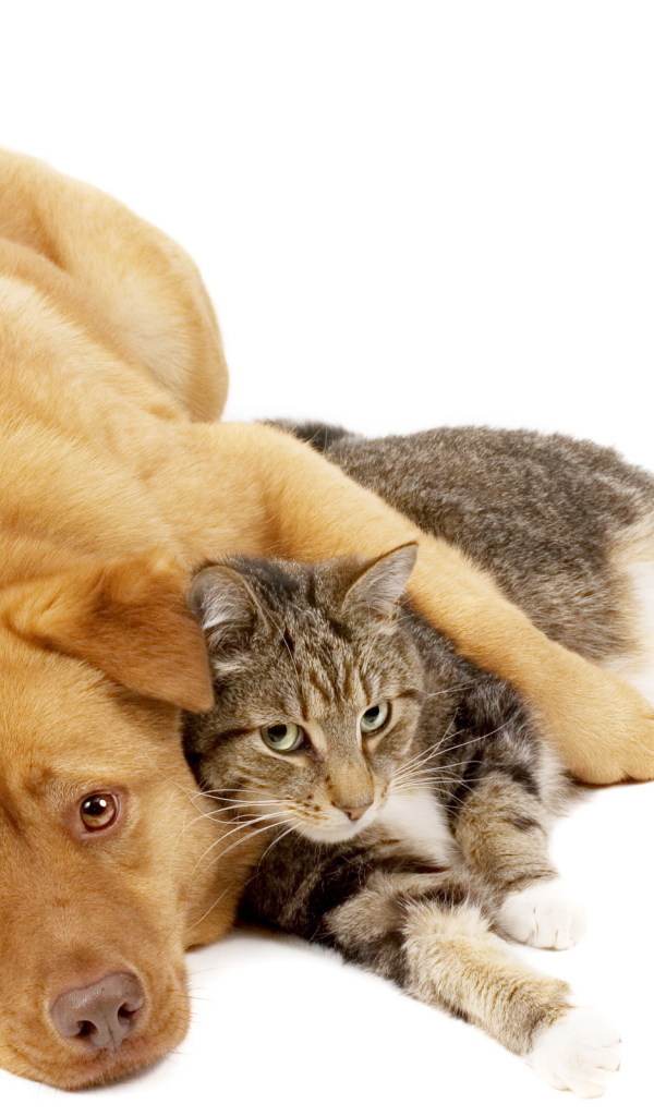Пес и рыжий кот