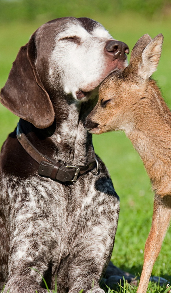 Пес и олененок