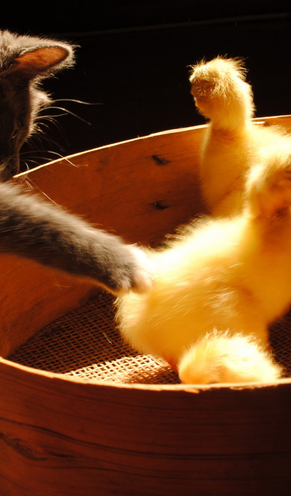 Котенок и утята