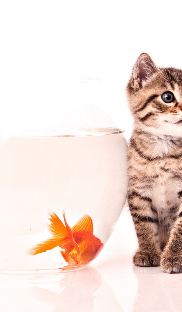 Котенок и золотая рыбка