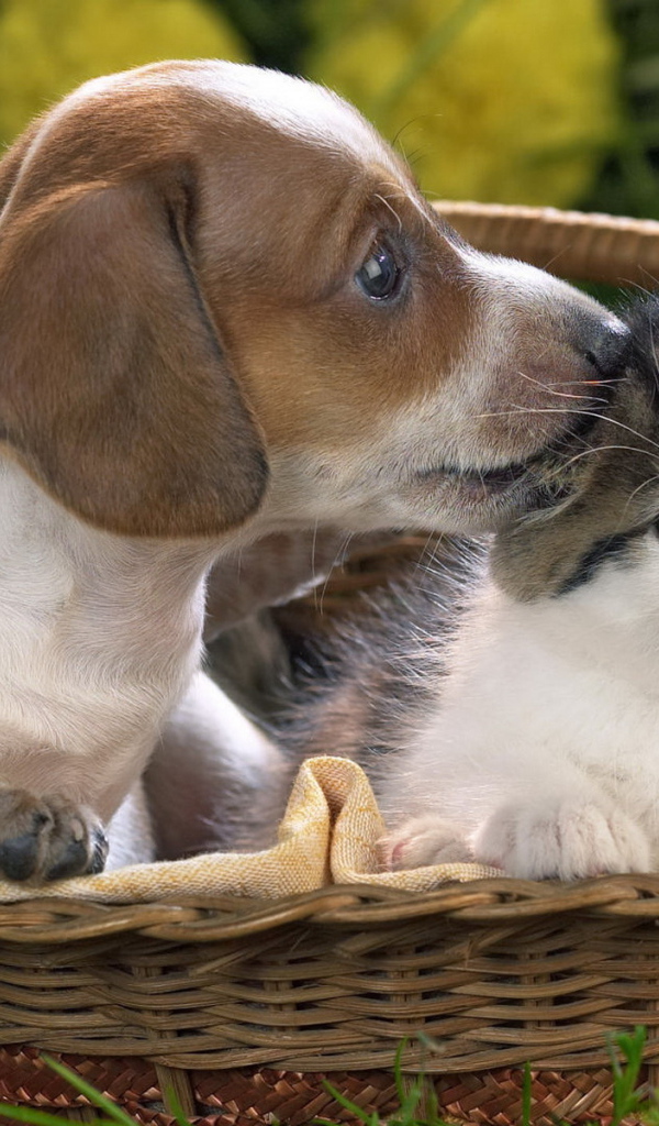 Щенок и котенок