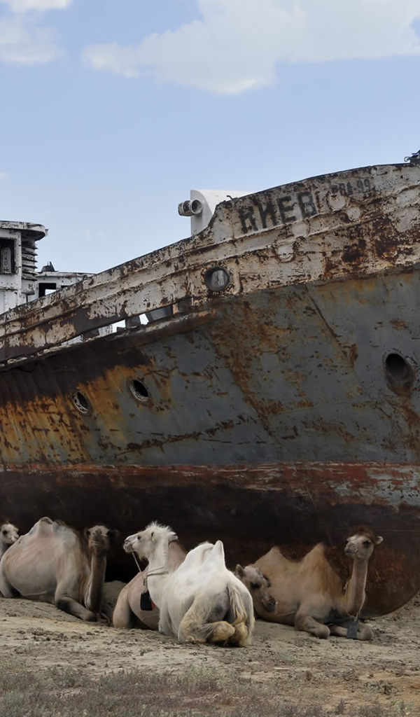 Верблюды на отдыхе