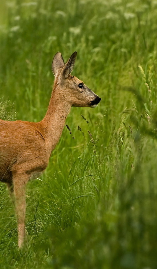 Олень в траве
