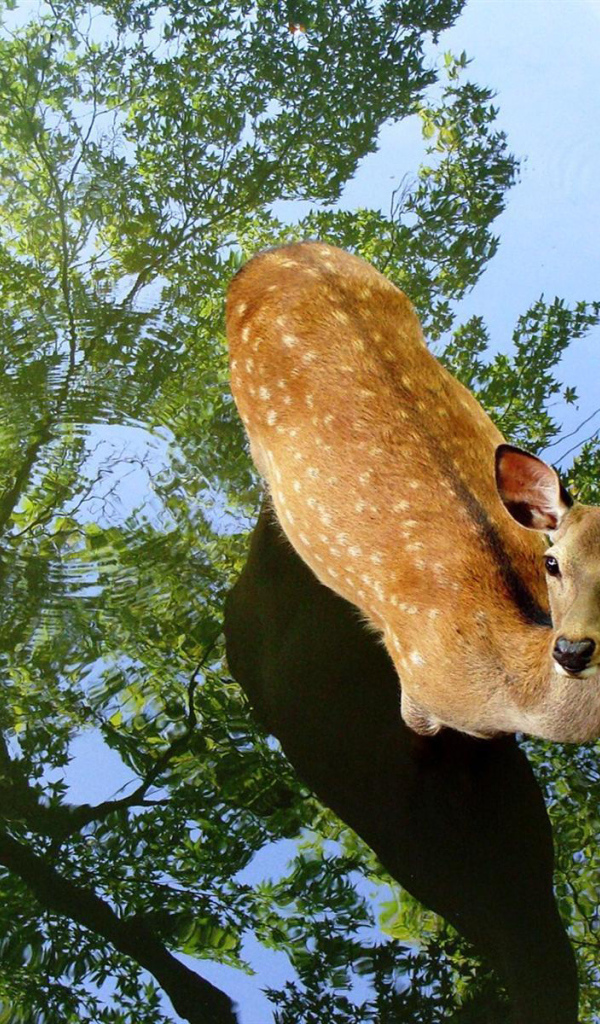 Олень в воде