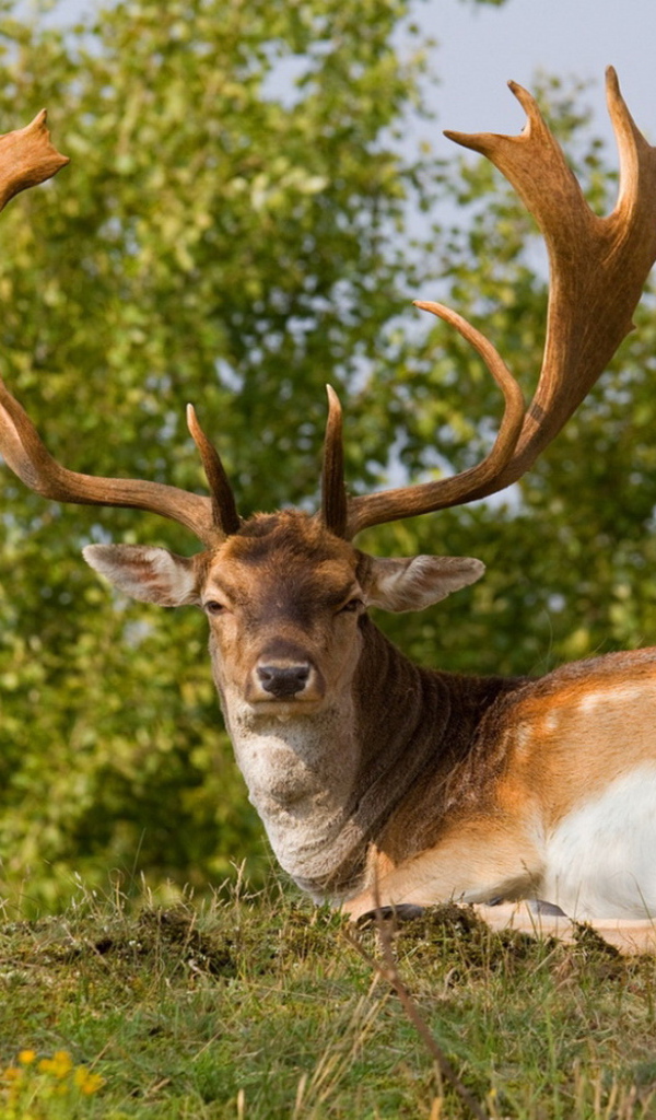 Олень с большими рогами