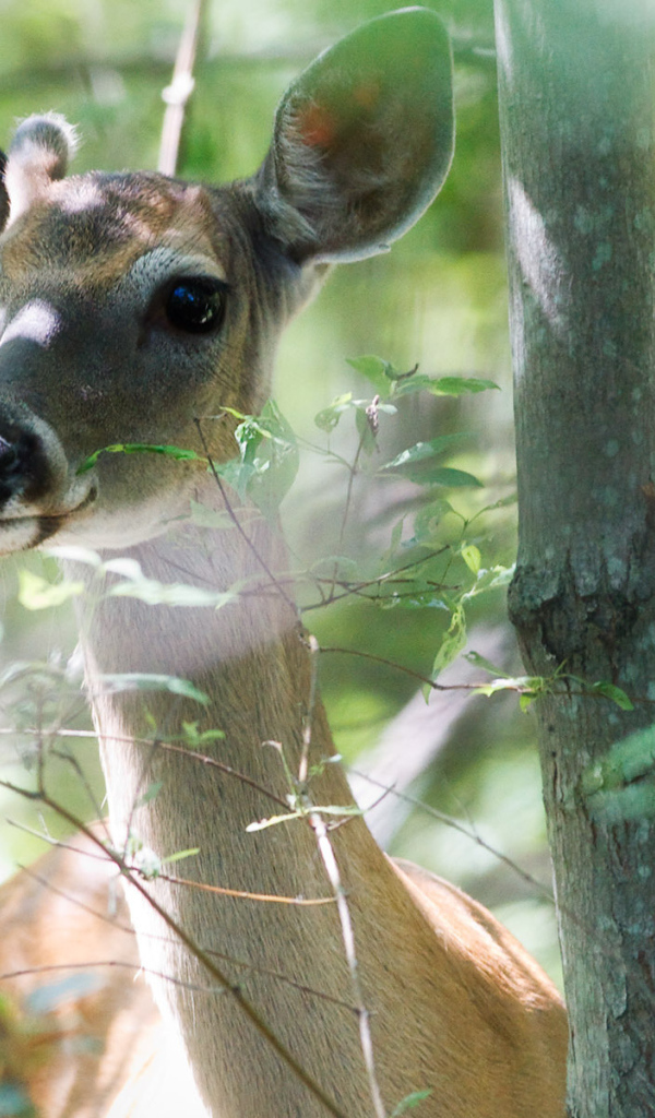 Молодой олень