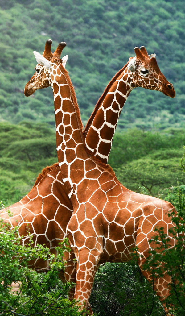 Влюбленные жирафы