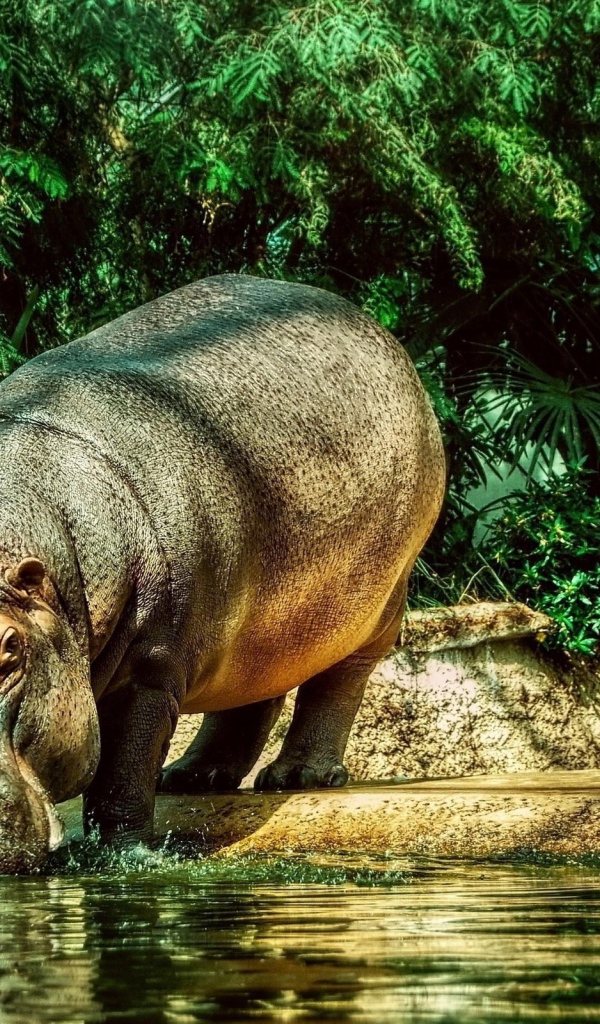 Бегемот на водопое