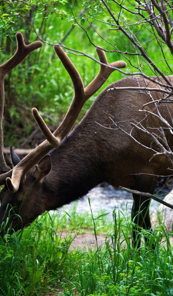 Рогатый олень