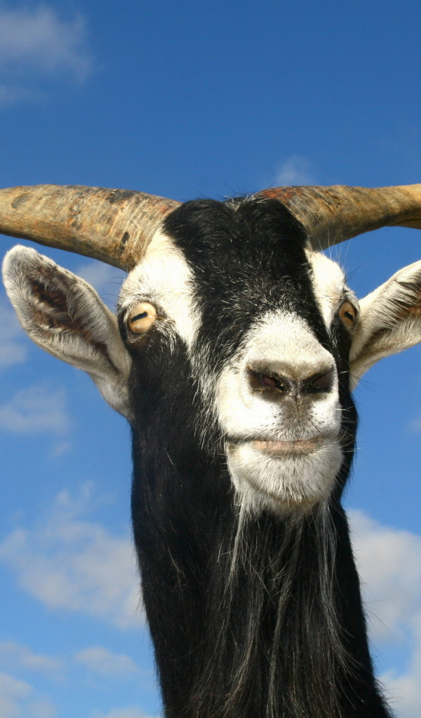 Козел рогатый