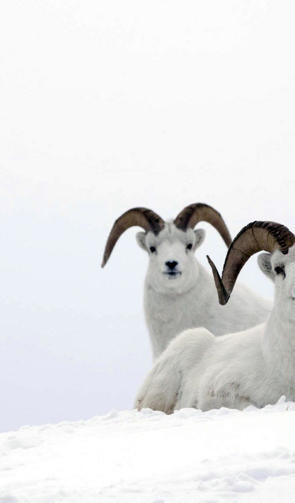 Горные бараны на снегу