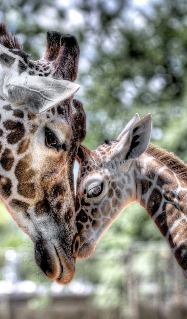 Мамина любовь