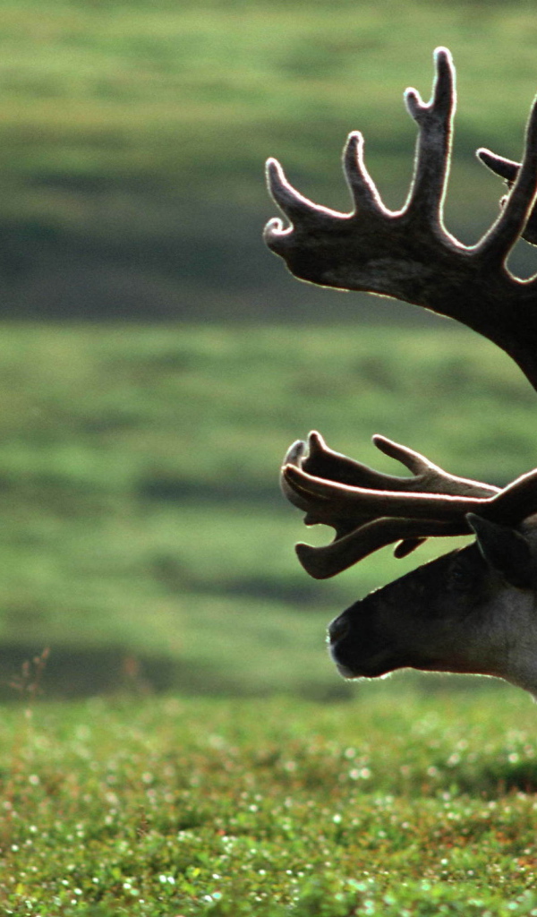 Старый олень