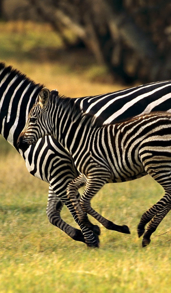 Бегущие зебры