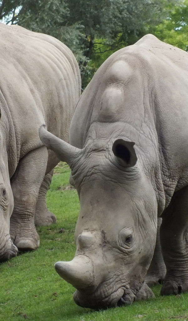 Два носорога