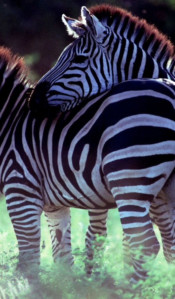 Две зебры