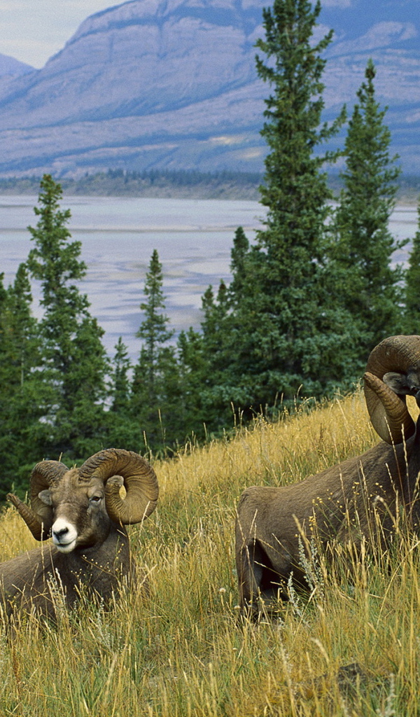 Горные бараны