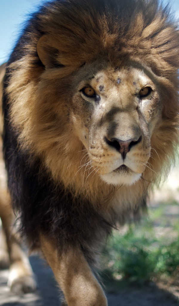 Взрослый лев