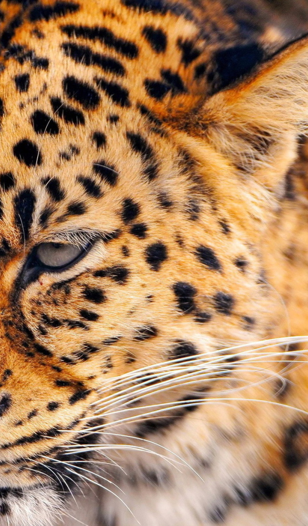 Сердитый леопард