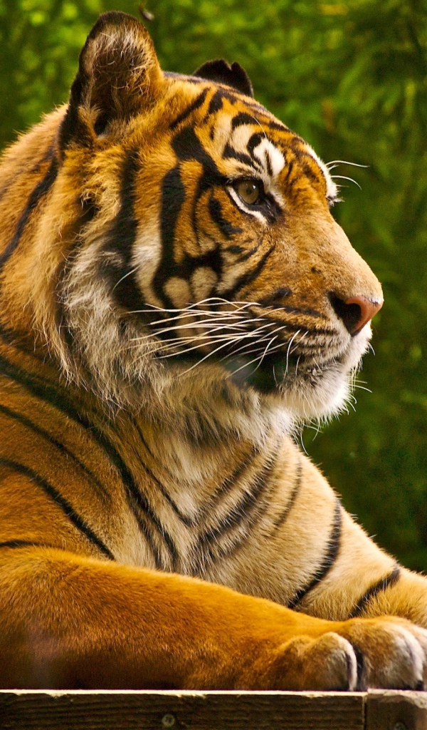 красивый Тигр