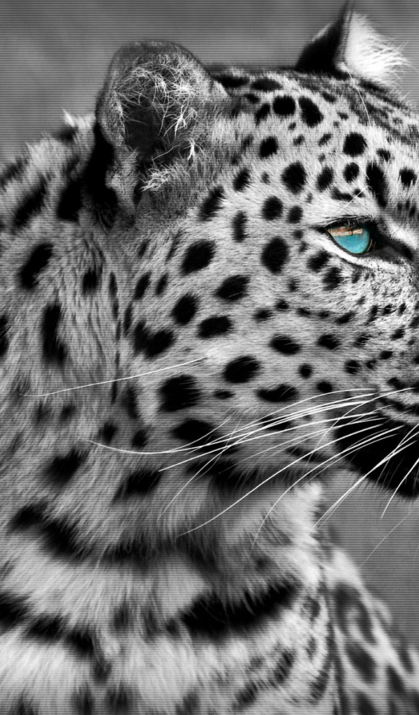 Черно-белый леопард