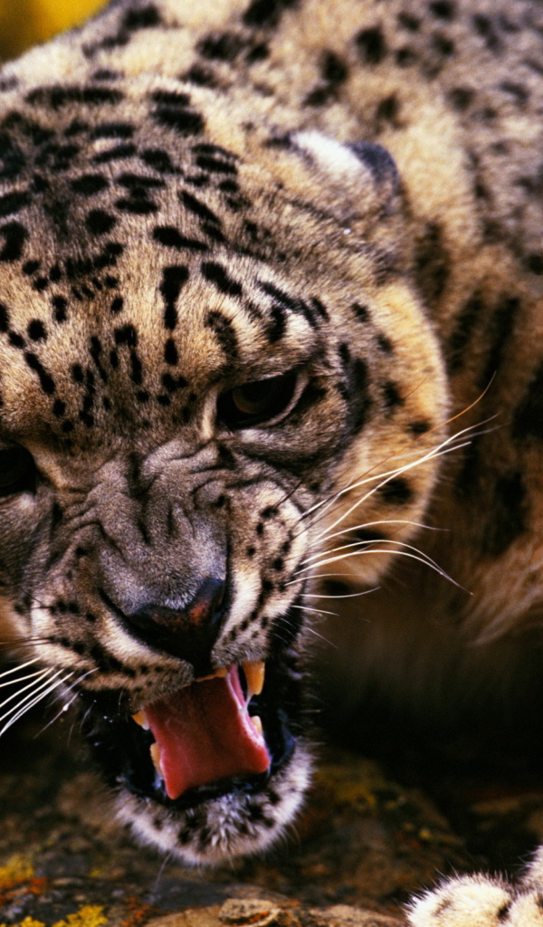 Оскалившийся гепард