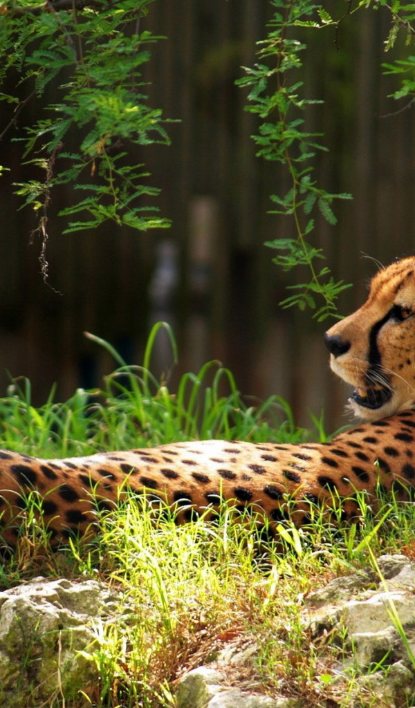 Гепард в траве