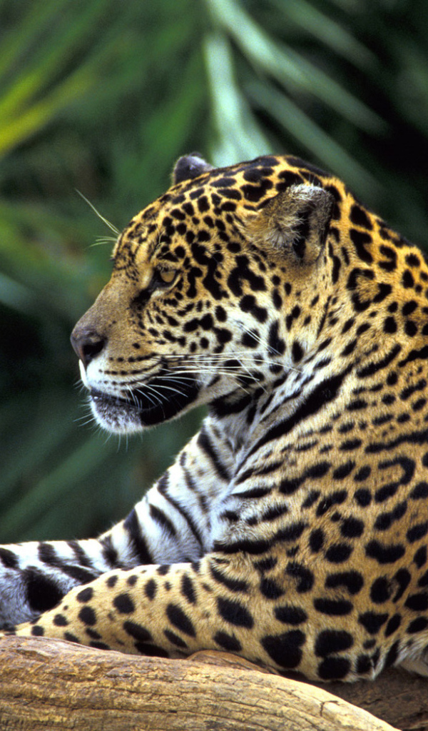 Ягуар на ветке