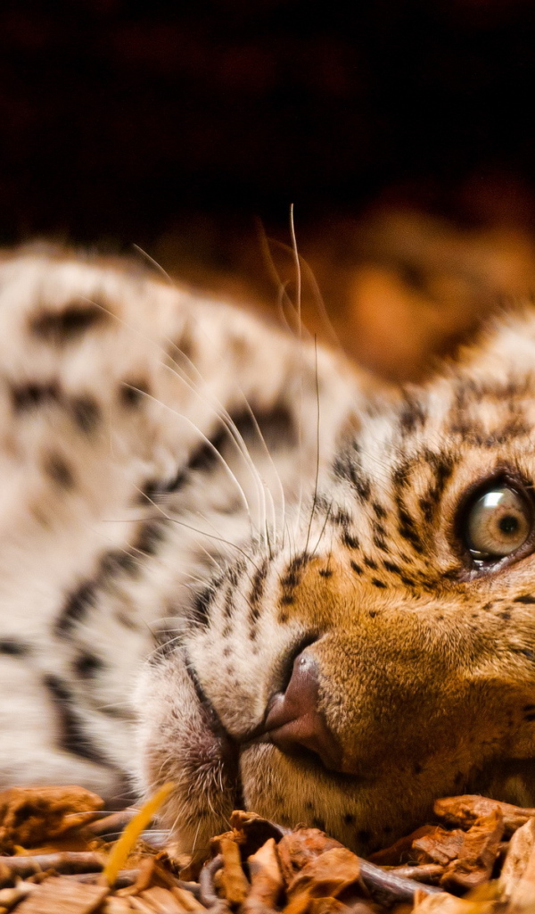 Маленький леопард