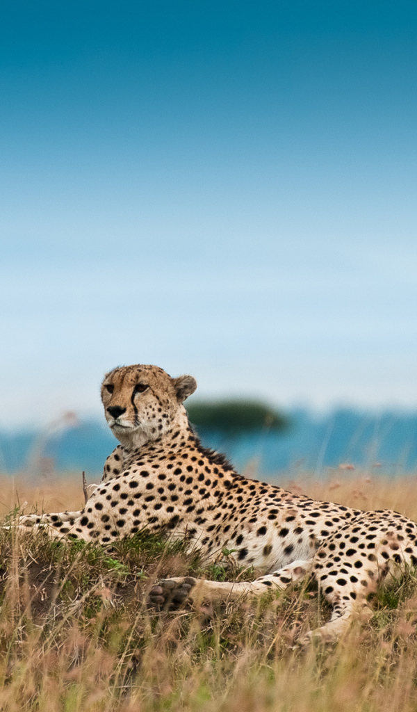Лежащий гепард