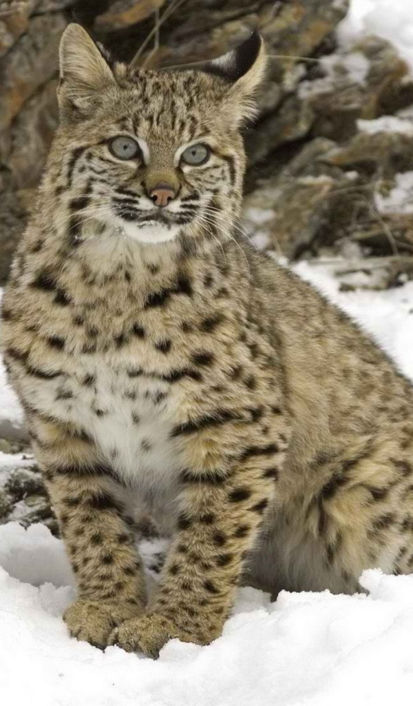 Рысь на снегу