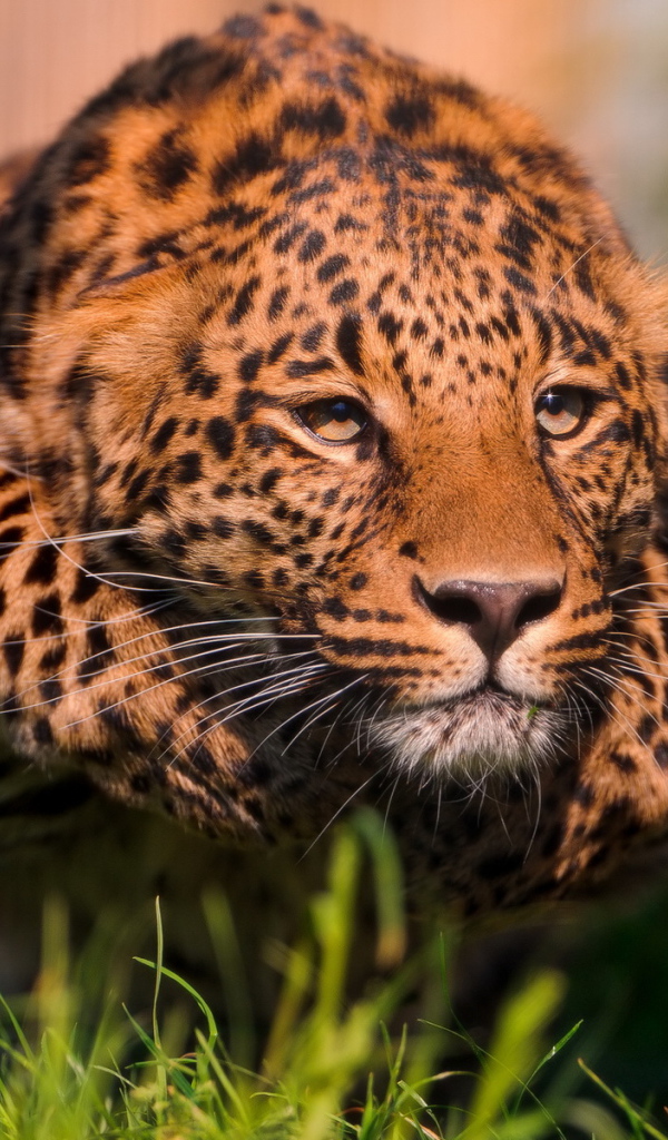 Крадущийся леопард