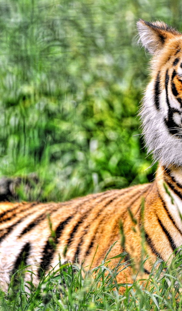 Отдыхающий тигр