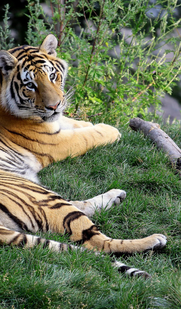 Отдыхающий тигр