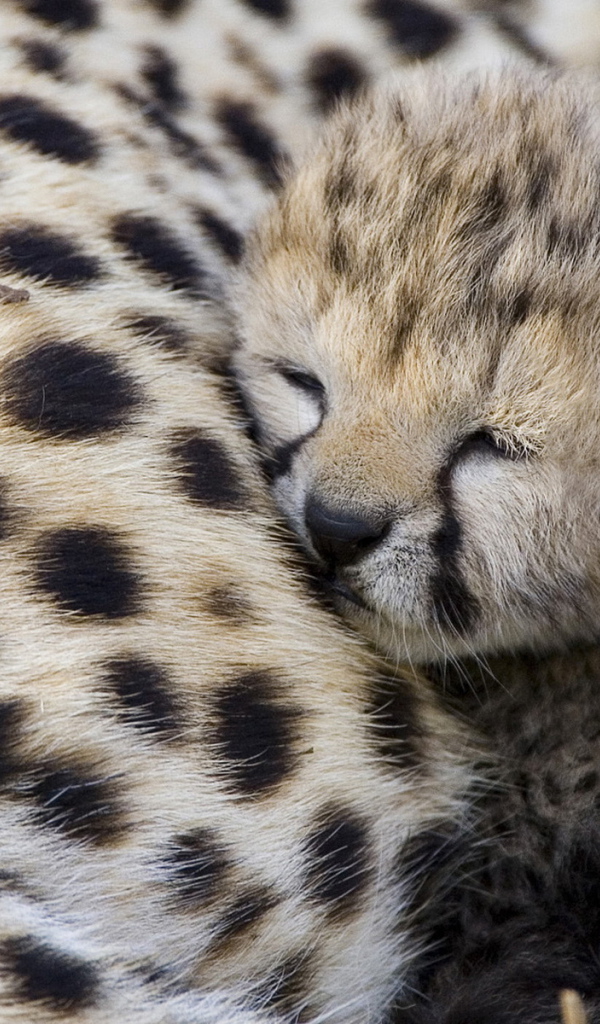 Спящий гепардик