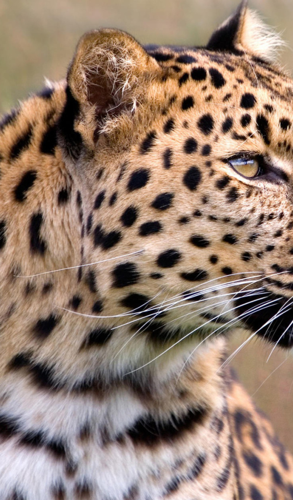 Задумчивый леопард