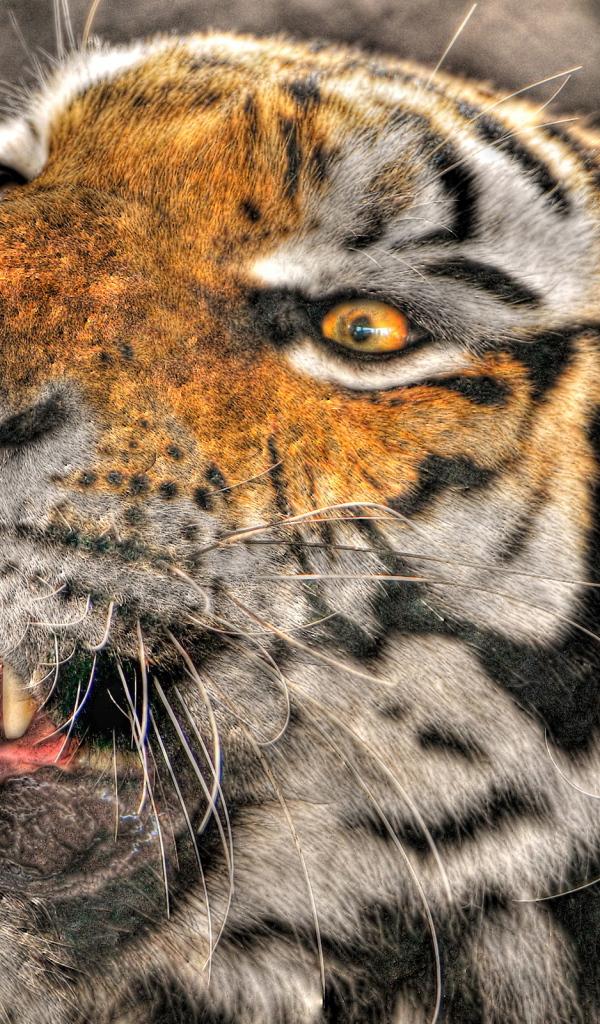 Оскалившийся тигр