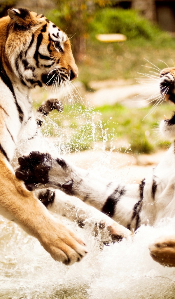 Тигриная схватка