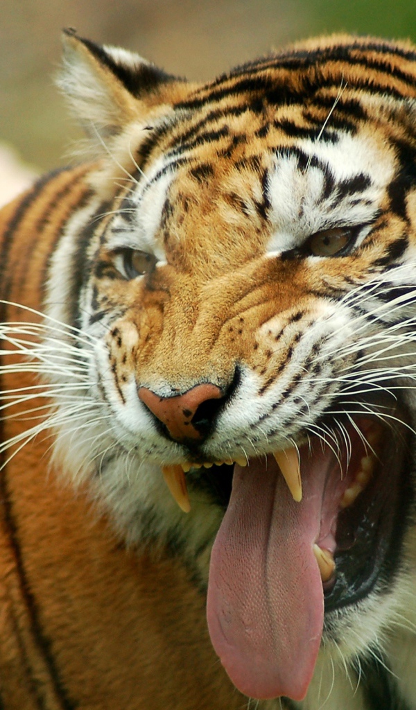 Тигриный оскал